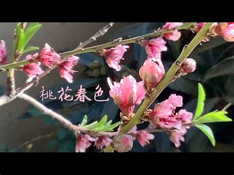 桃花樹結果|桃花是夏天開的嗎，桃花的花期為3～4月/6～9月結果